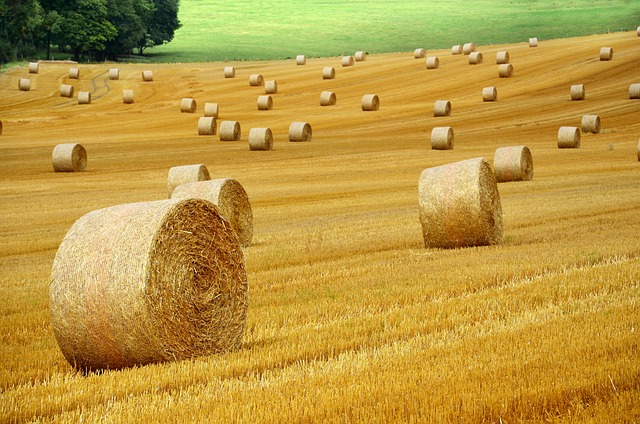 zemědělská činnost